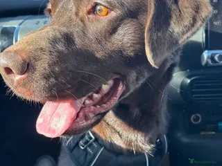 Labrador Retriever dogs Chocolate Labrador - Advert 18