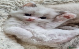 Ragdoll cats for sale: STUNNING RAGDOLL MALE KITTENS - Image 1
