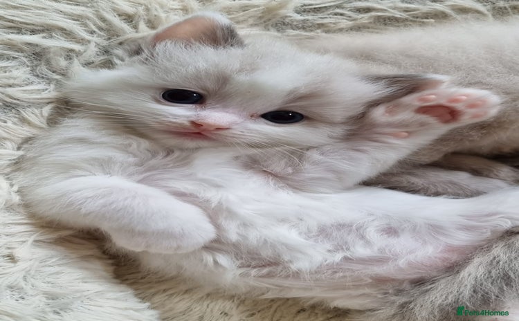 Ragdoll cats - Advert 7