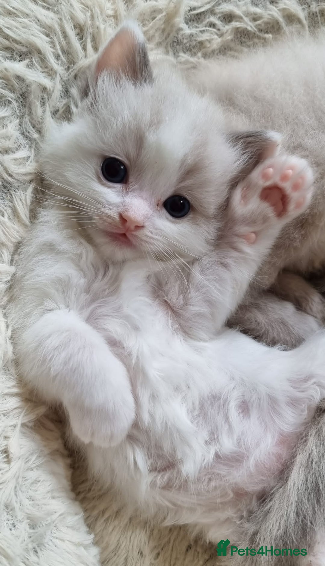 Ragdoll cats for sale: STUNNING RAGDOLL MALE KITTENS - Image 1