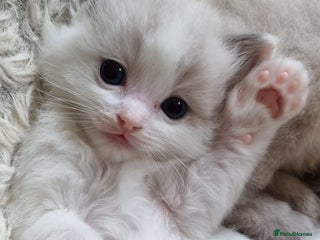 Ragdoll cats - Advert 1