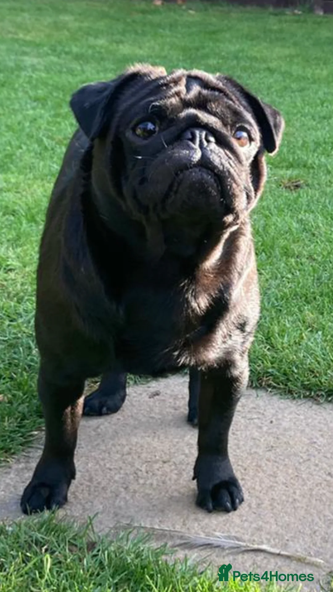 Pug dogs for stud: Health tested black pug stud  in Stevenage - Advert 26