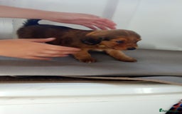 Dachshund dogs for sale: Dachshund  - Image 9