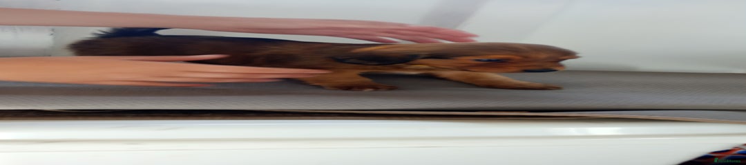 Dachshund Puppy 5