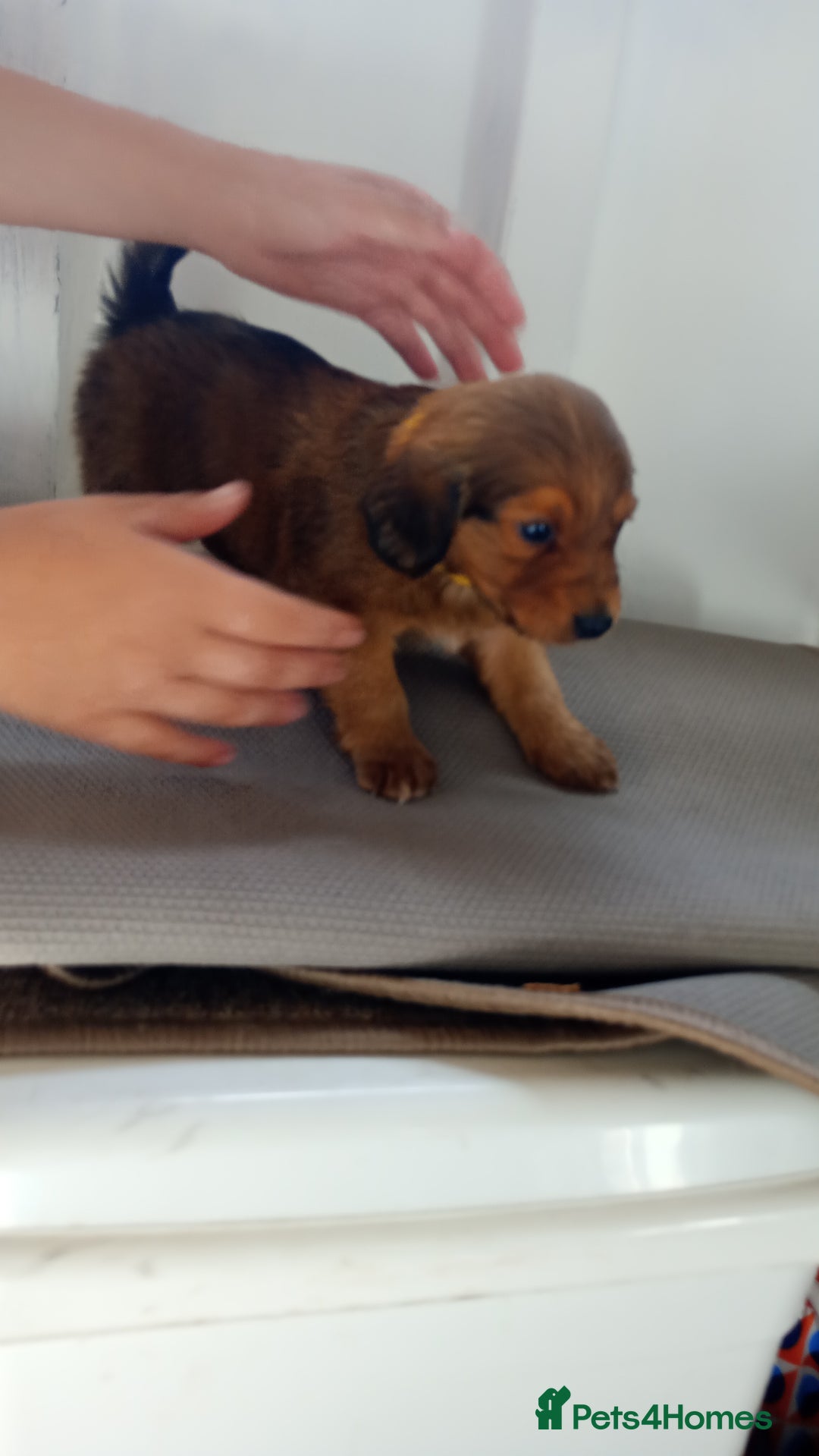 Dachshund dogs for sale: Dachshund  - Image 9