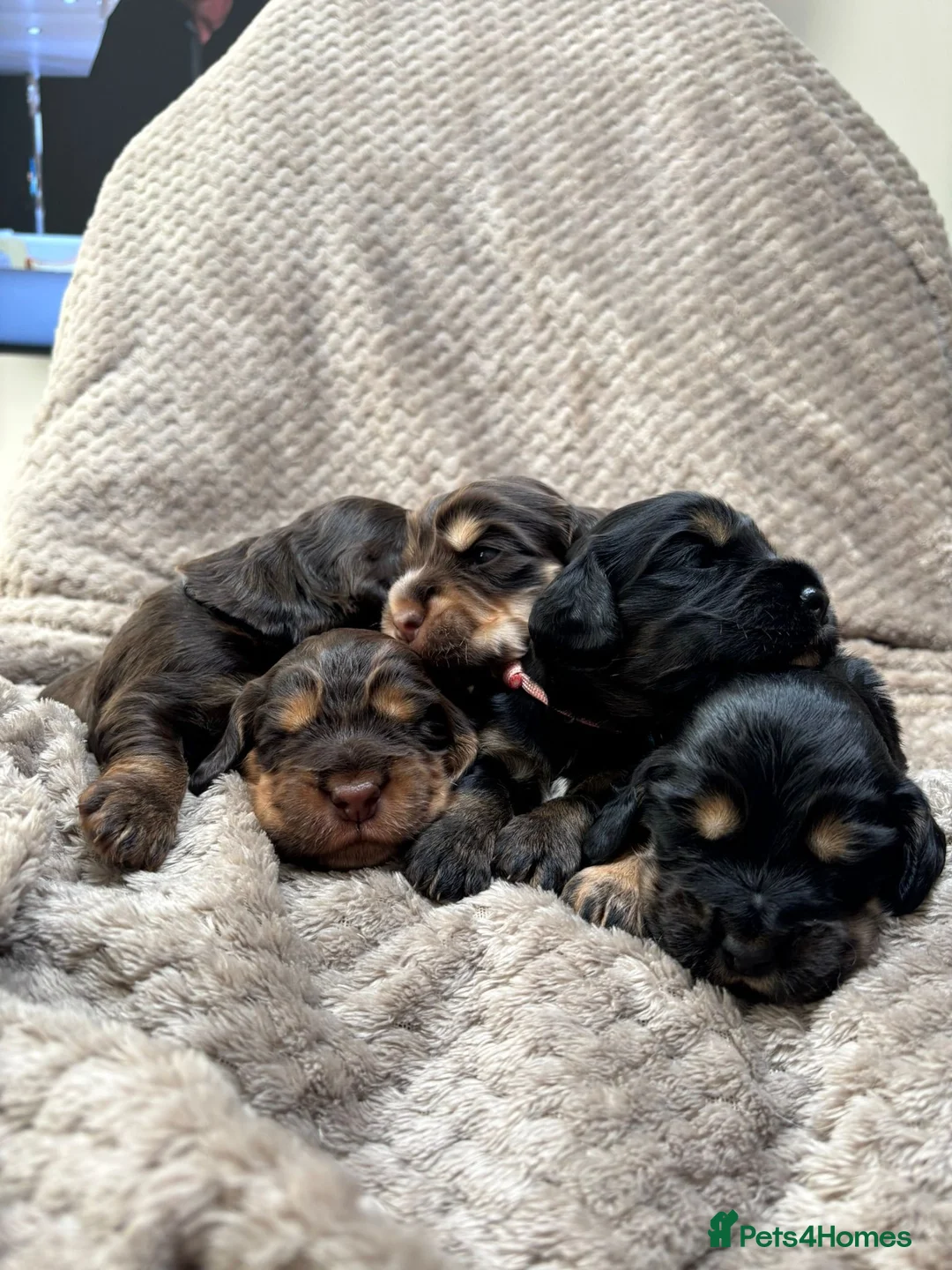 Cocker Spaniel dogs for sale: Beautiful Working × Show Cocker Spaniel Puppies 🐾 - Advert 2