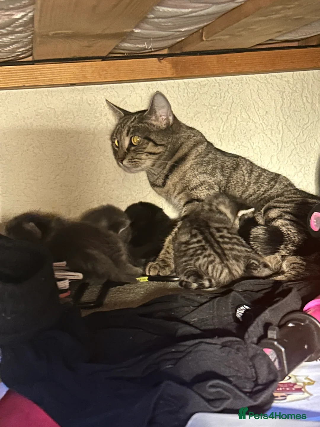 Domestic Shorthair cats for sale: Gorgeous Kittens  - Advert 13