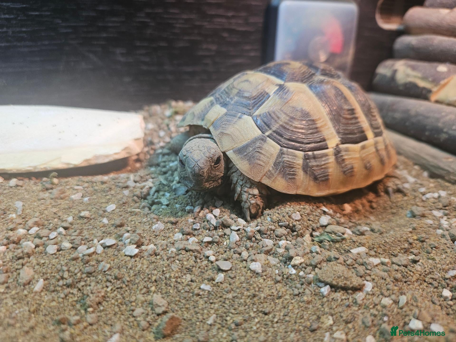 Tortoise reptiles Hermann tortoises for sale - Advert 18