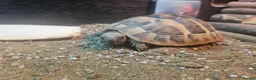 Tortoise reptiles for sale: Hermann tortoises for sale - Advert 1