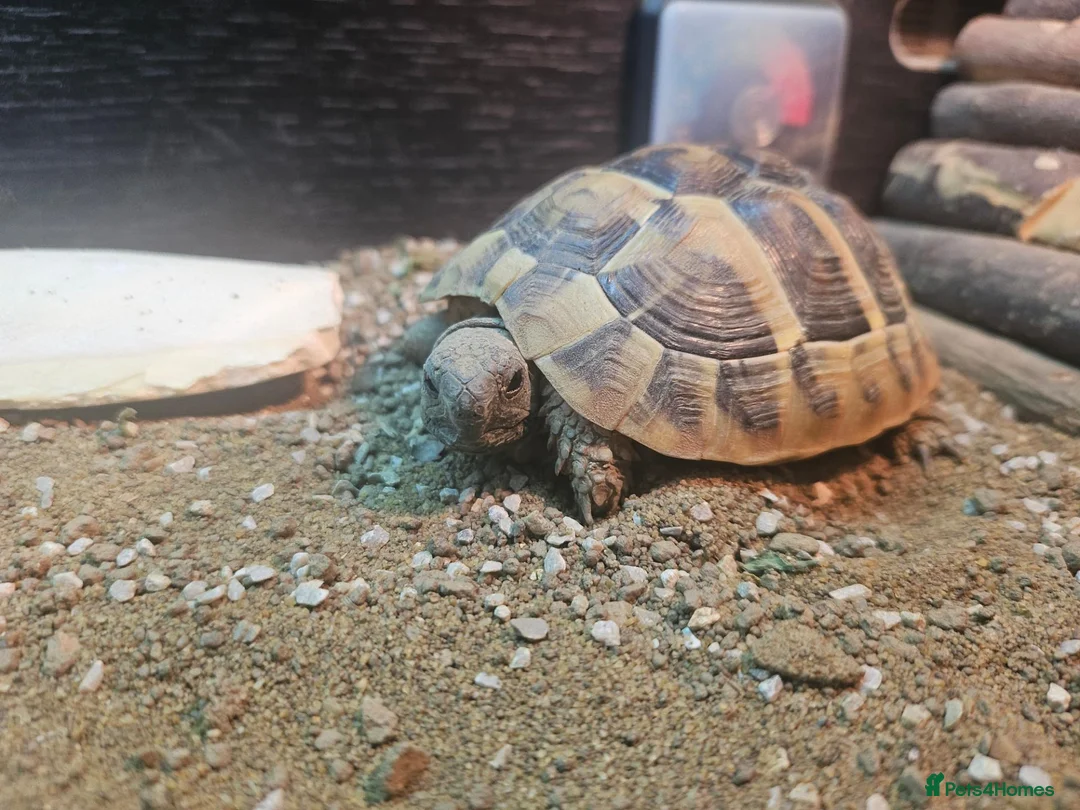 Tortoise reptiles for sale: Hermann tortoises for sale - Advert 1