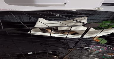 Mixed Breed cats - Advert 9