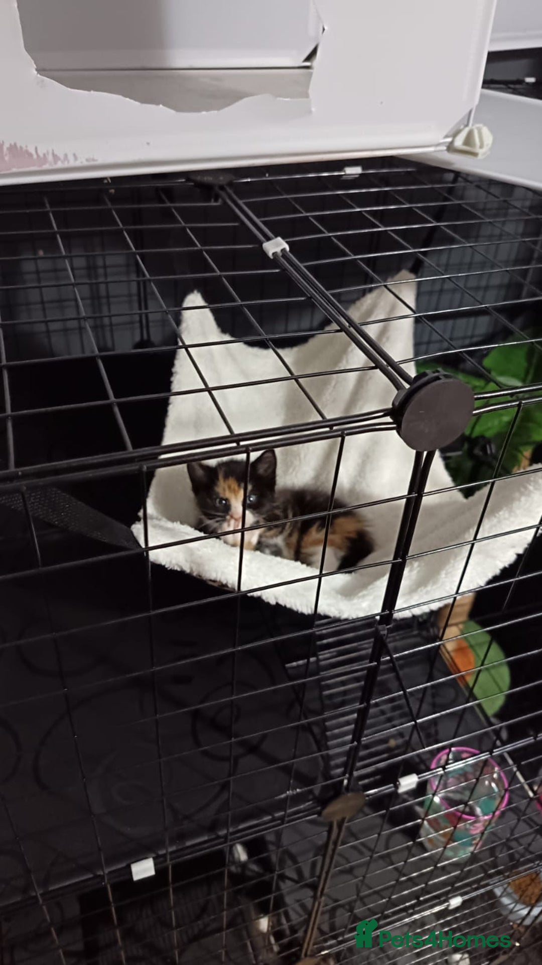 Mixed Breed cats for sale: 5 adorable kittens ready now  - Image 2