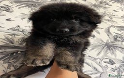 German Shepherd dogs for sale: German shepherd puppies  - Image 11