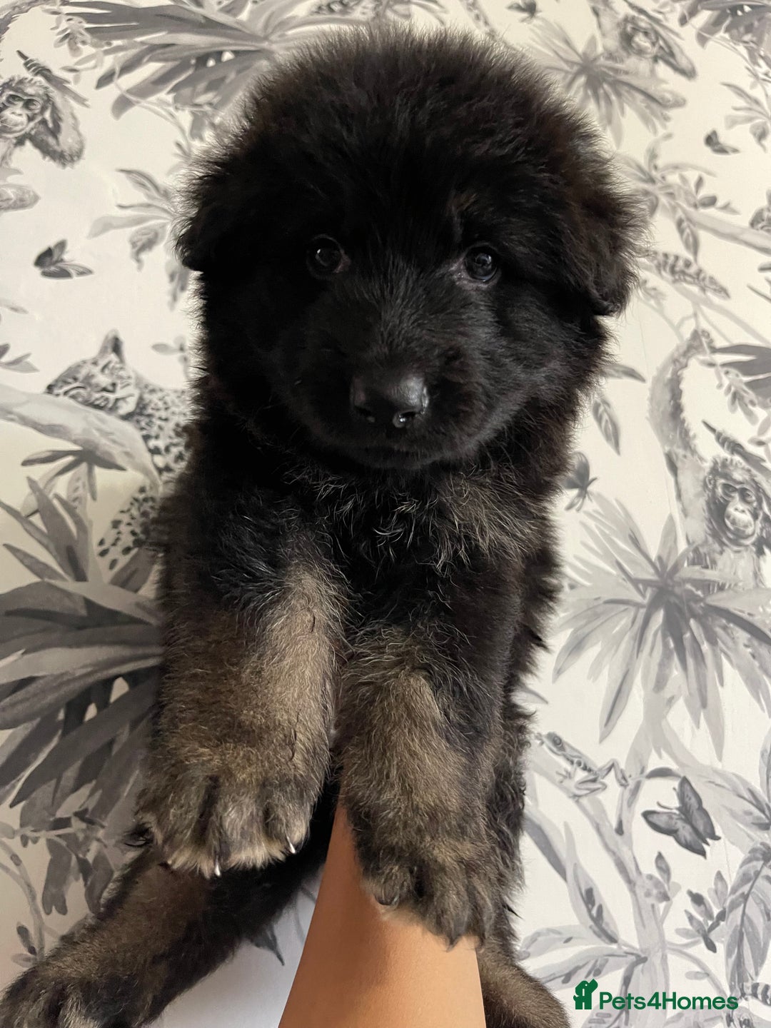 German Shepherd dogs for sale: German shepherd puppies  - Image 11