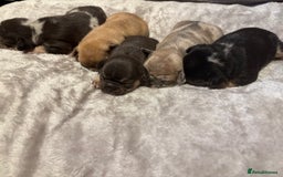 French Bulldog dogs for sale: MERLE FRENCH BULLDOG PUPPIES 🐾  - Image 1