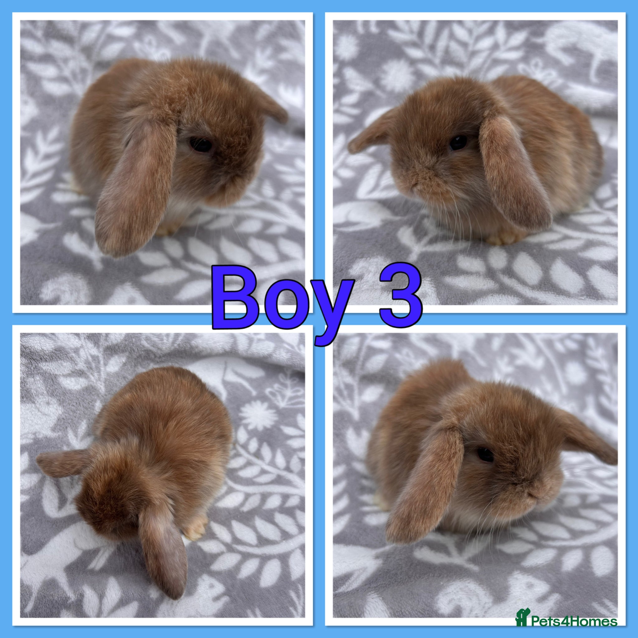 Mini Lop rabbits Pure Mini Lop babies  - Advert 2