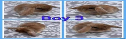 Mini Lop rabbits for sale: Pure Mini Lop babies  - Advert 3
