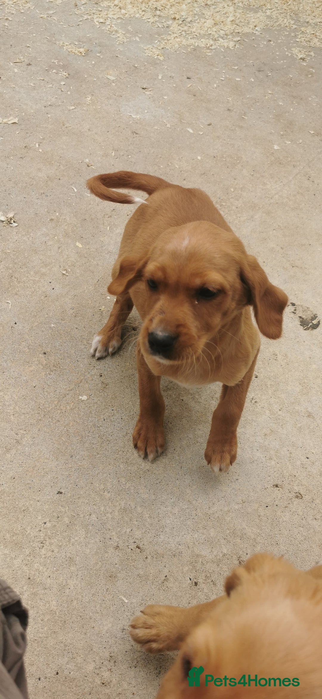 Mixed Breed dogs for sale: Beautiful litter of f1 setterdors  - Image 9