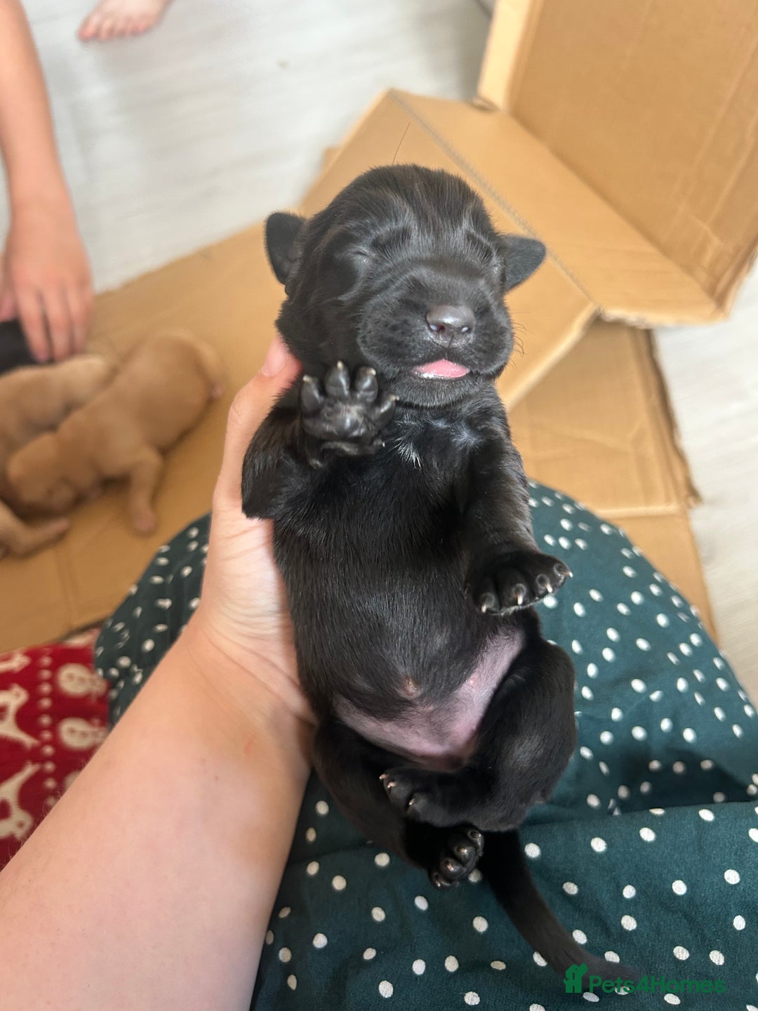 Springador dogs for sale: 3/4 Labrador (Springador x Labrador) Pups for Sale - Image 18