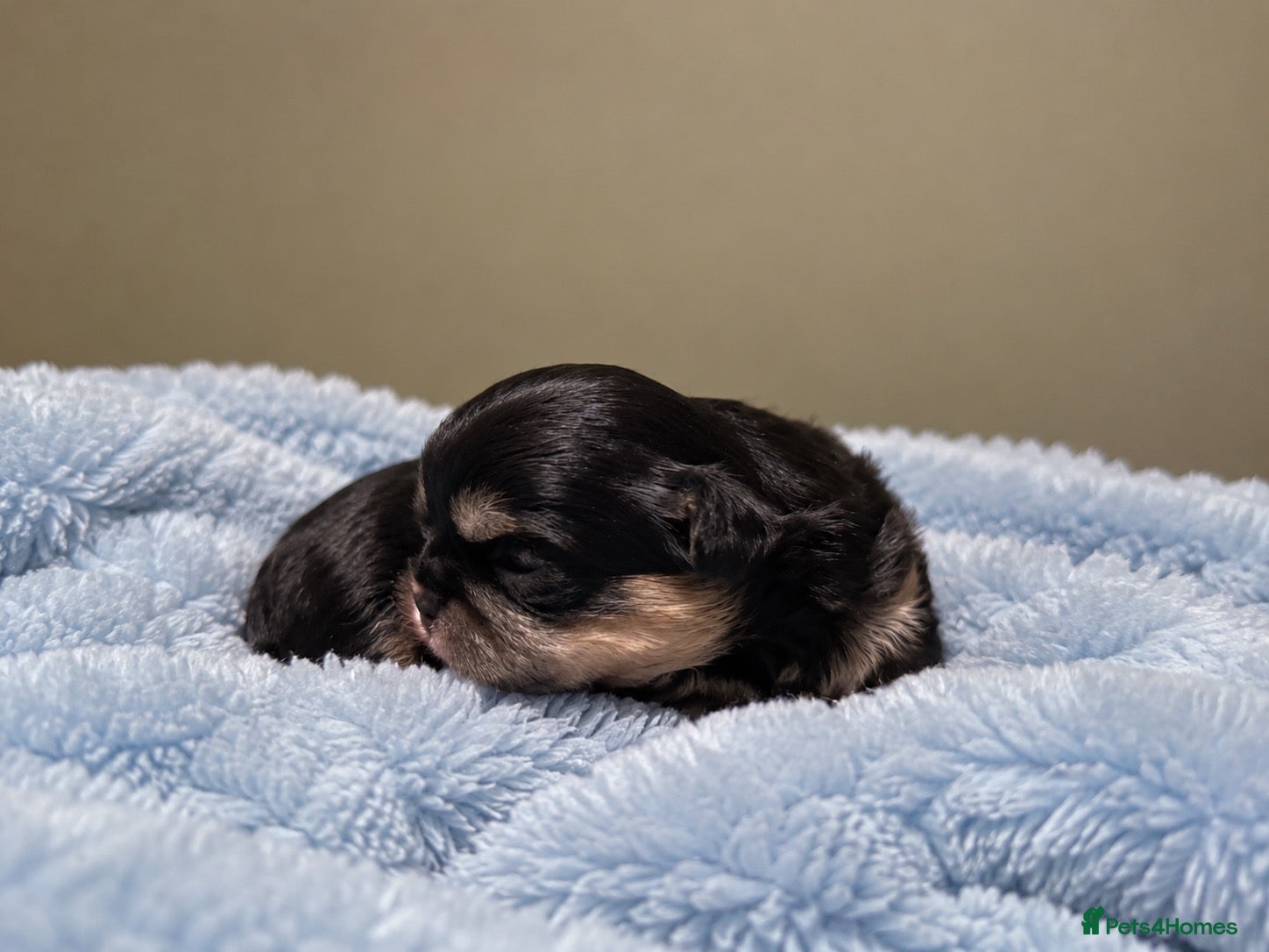 Shih Tzu dogs for sale: Beautiful imperial Shih Tzu Puppies - Advert 2