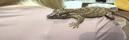 Gecko reptiles for sale: Female orange blotch gargoyle gecko  in Halifax - Advert 3