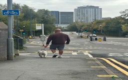 English Bulldog dogs for stud: Exceptional Ch Bloodline CH RICATORI RE DESIGNED…  - Image 6