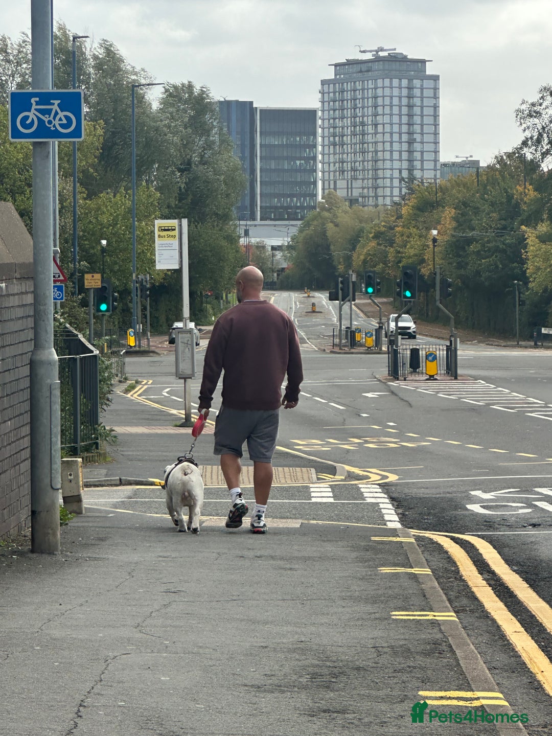English Bulldog dogs for stud: Exceptional Ch Bloodline CH RICATORI RE DESIGNED…  - Image 6