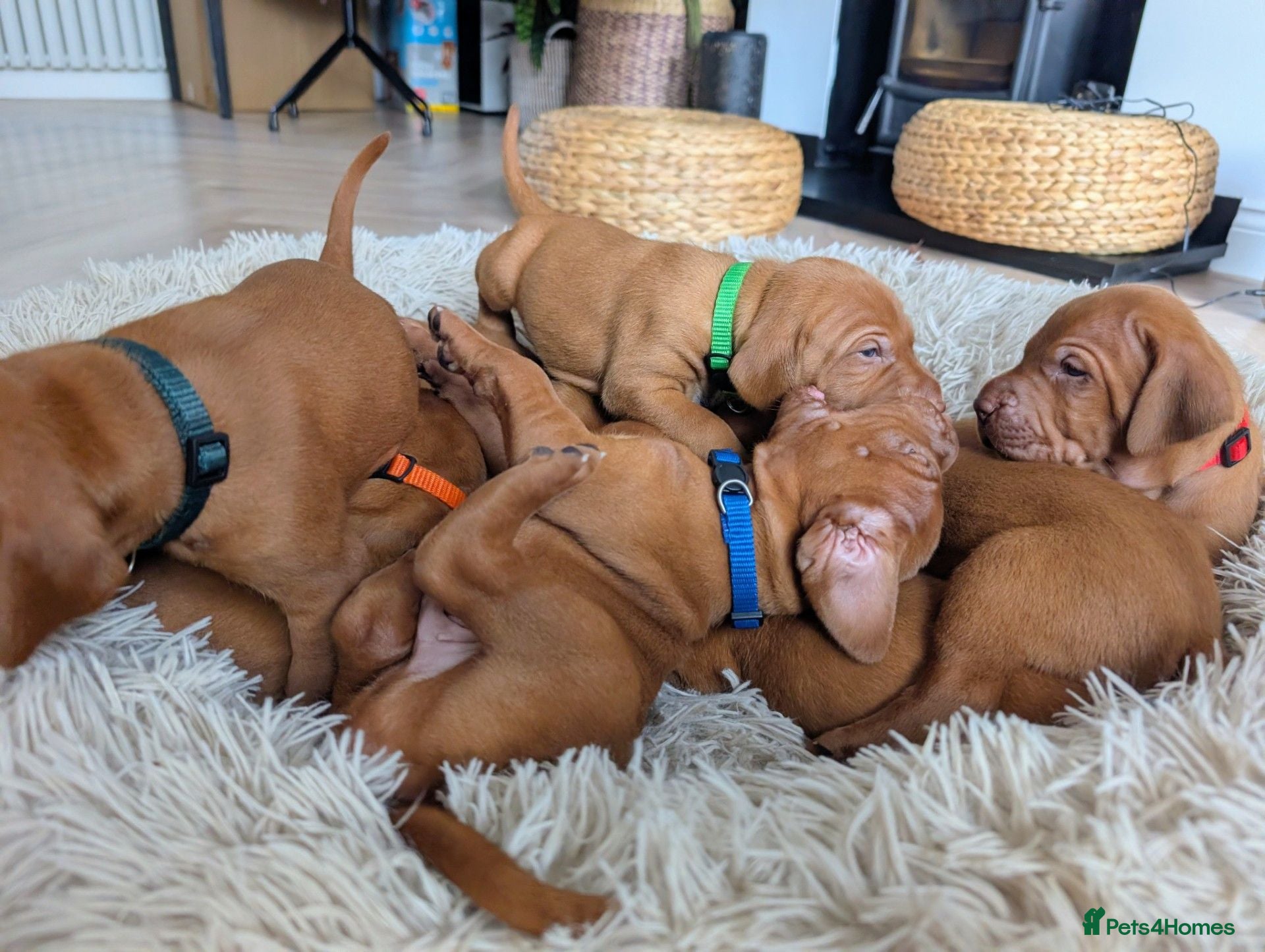 Hungarian Vizsla dogs **KC REGISTERED PUPPIES *Import Lines & Low COI** - Advert 1