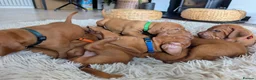 Hungarian Vizsla dogs for sale: **KC REGISTERED PUPPIES *Import Lines & Low COI** in Newark - Advert 1