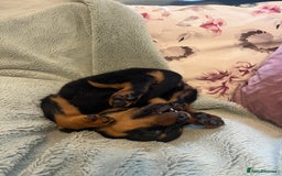 Rottweiler dogs for sale: Rottweiler Puppies  - Image 10