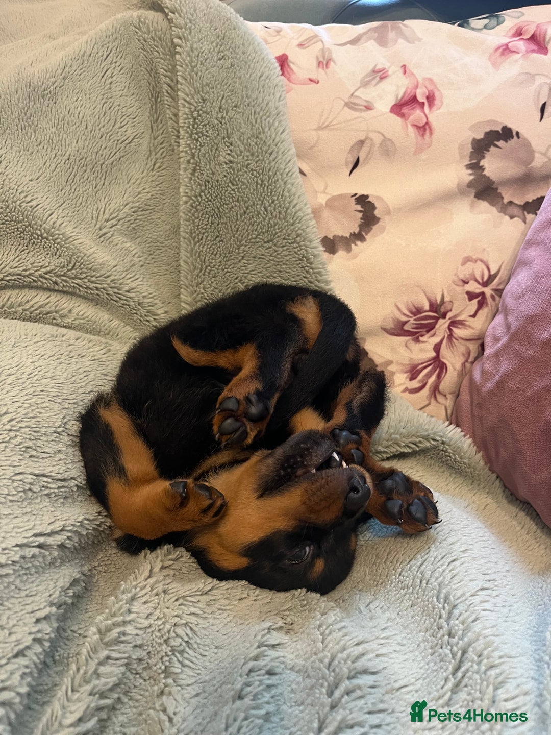 Rottweiler dogs for sale: Rottweiler Puppies  - Image 10