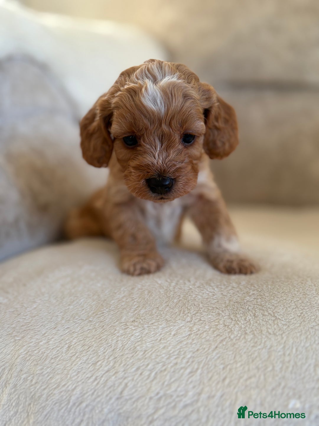 Cockapoo dogs for sale: F1 Cockapoo puppies - Advert 19