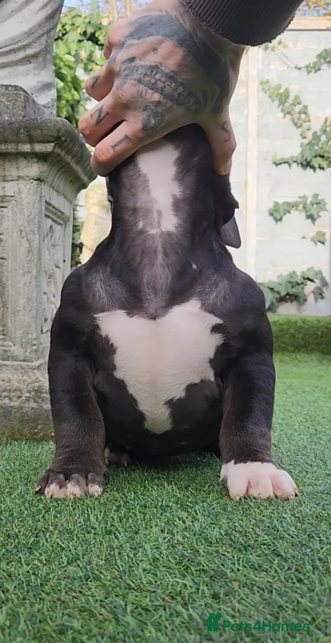 American Bully dogs for sale: American bully pocket female  - Advert 2