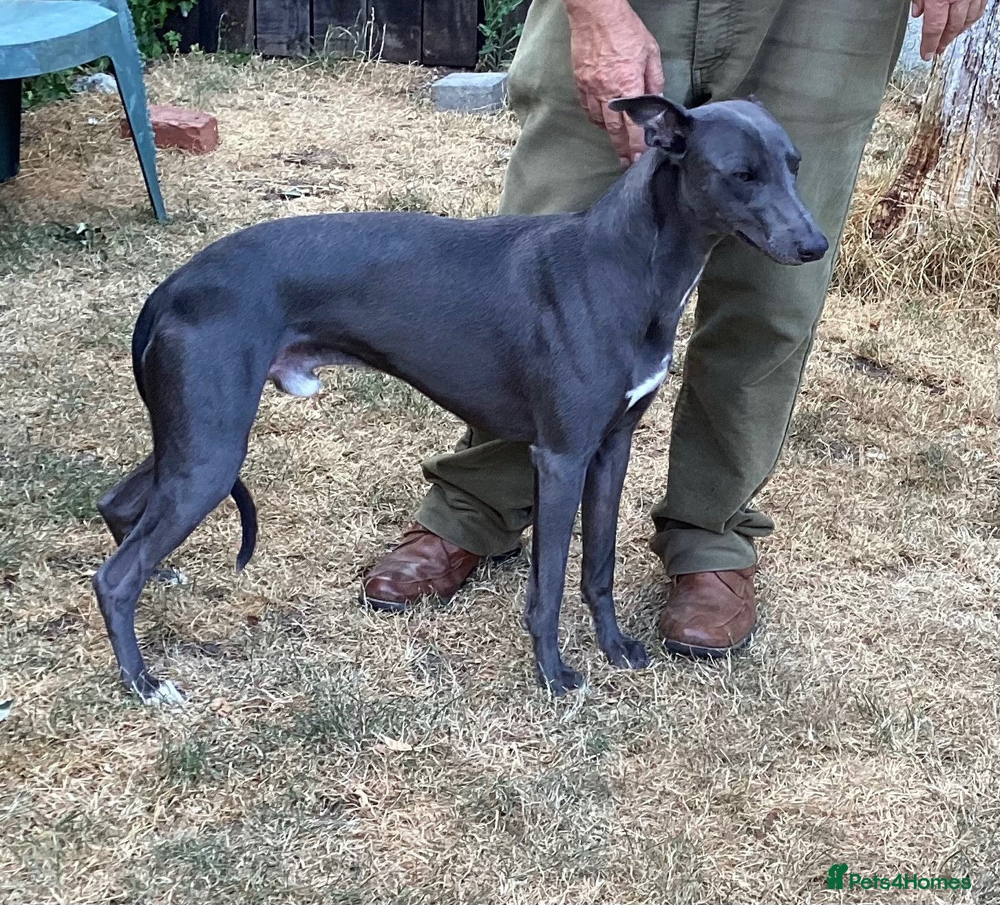 Whippet dogs Blue KC Whippet at Stud - Advert 1