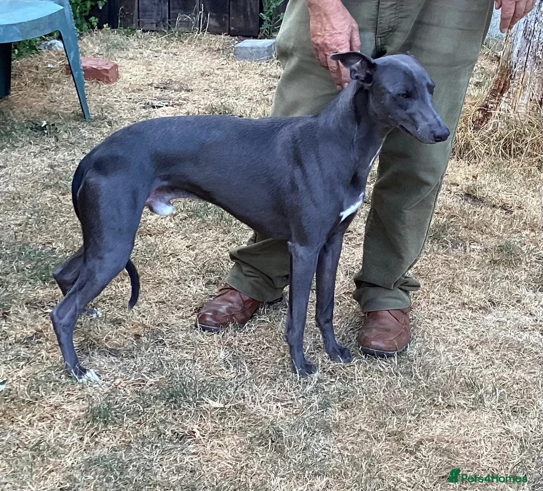 Whippet dogs for stud: Blue KC Whippet at Stud - Advert 1