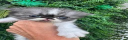 Exotic cats for sale: Exotic Persian  - Advert 5