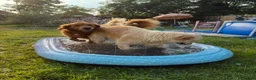 Golden Retriever dogs for sale: GORGEOUS GOLD BOUNCY CHUNKY PUP in Telford - Advert 9