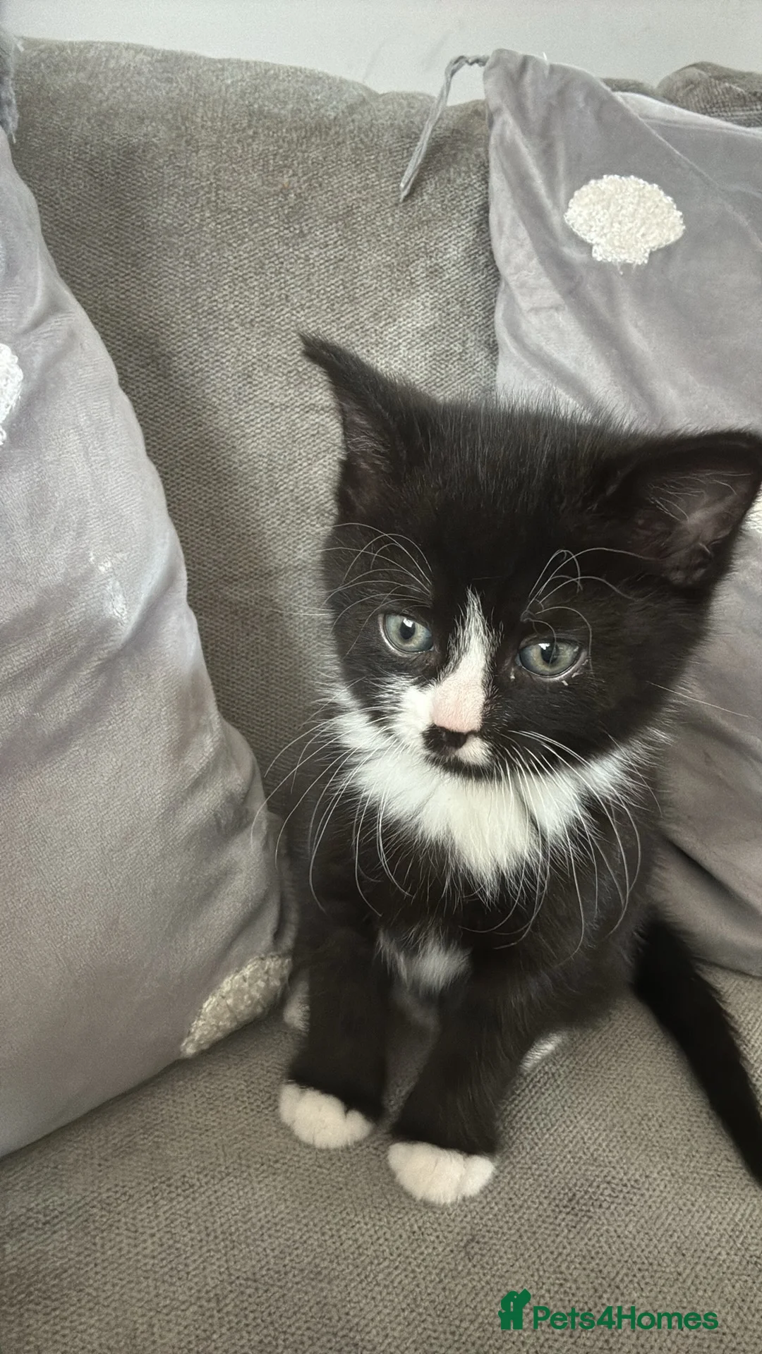 Domestic Shorthair cats for sale: Tuxedo male kitten  in Leatherhead - Advert 4