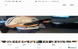 Rottweiler dogs for sale: Kc reg full German champion rottweiler puppies   - Image 8