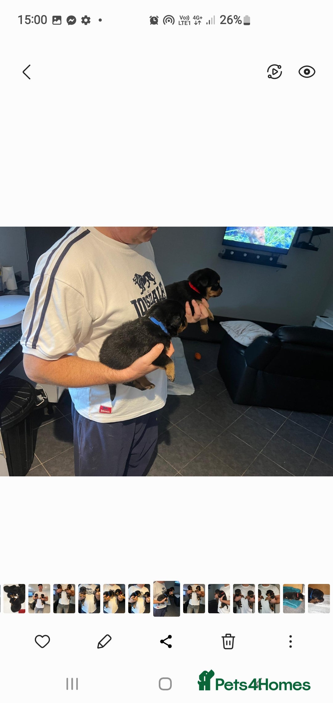 Rottweiler dogs for sale: Kc reg full German champion rottweiler puppies   - Image 8