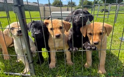 Labrador Retriever dogs for sale: KC registered fully health tested Labrador puppies in Biggar - Image 1