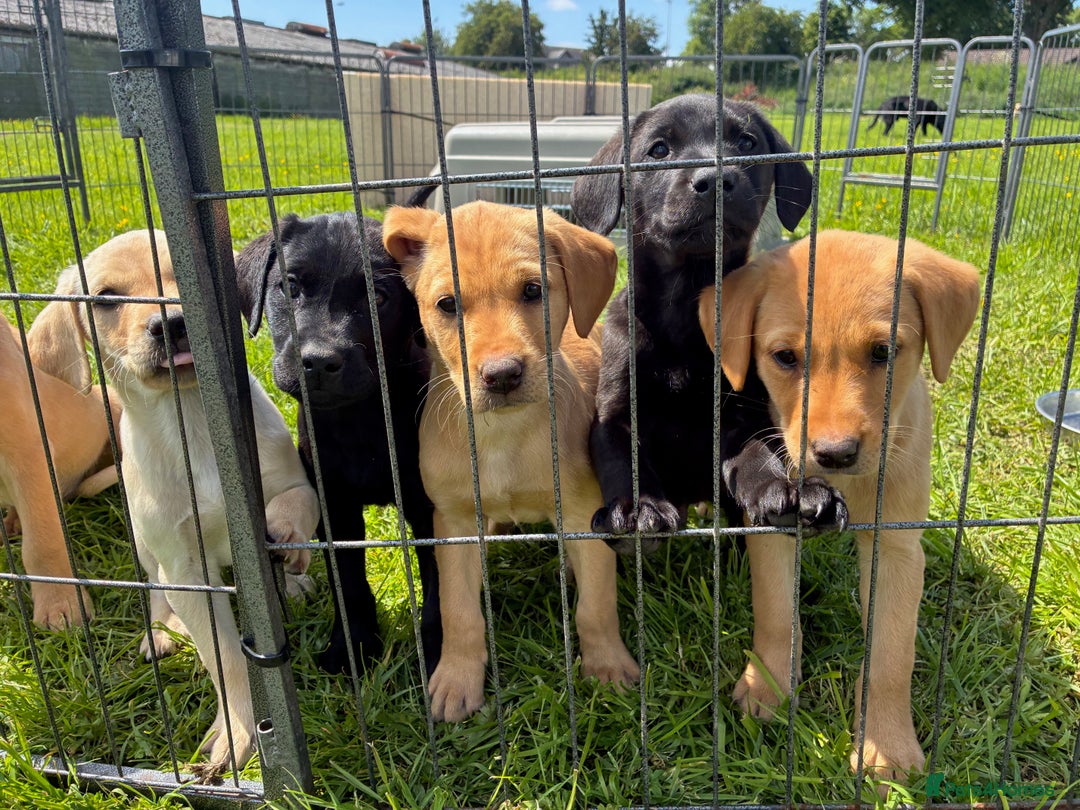 Labrador Retriever dogs for sale: KC registered fully health tested Labrador puppies in Biggar - Image 1