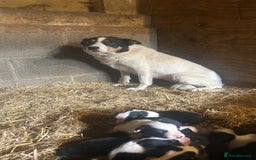 Border Collie dogs for sale: Beautiful border collie puppies for sale  - Image 15