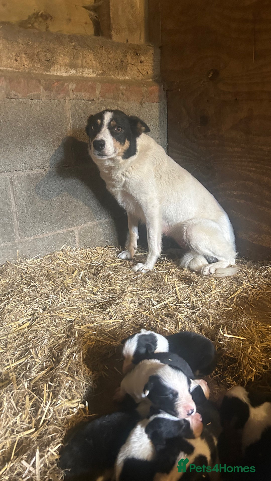 Border Collie dogs for sale: Beautiful border collie puppies for sale  - Image 15