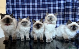 Ragdoll cats for sale: FIFe Registered Ragdoll Kittens Champion Line  - Image 40