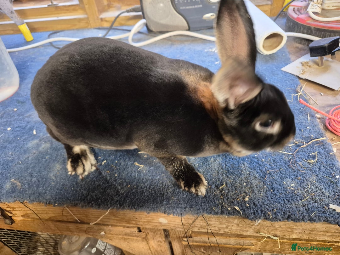 Mixed Breed rabbits for sale: Purebred Mini papillon's & Standard Rex - Image 3