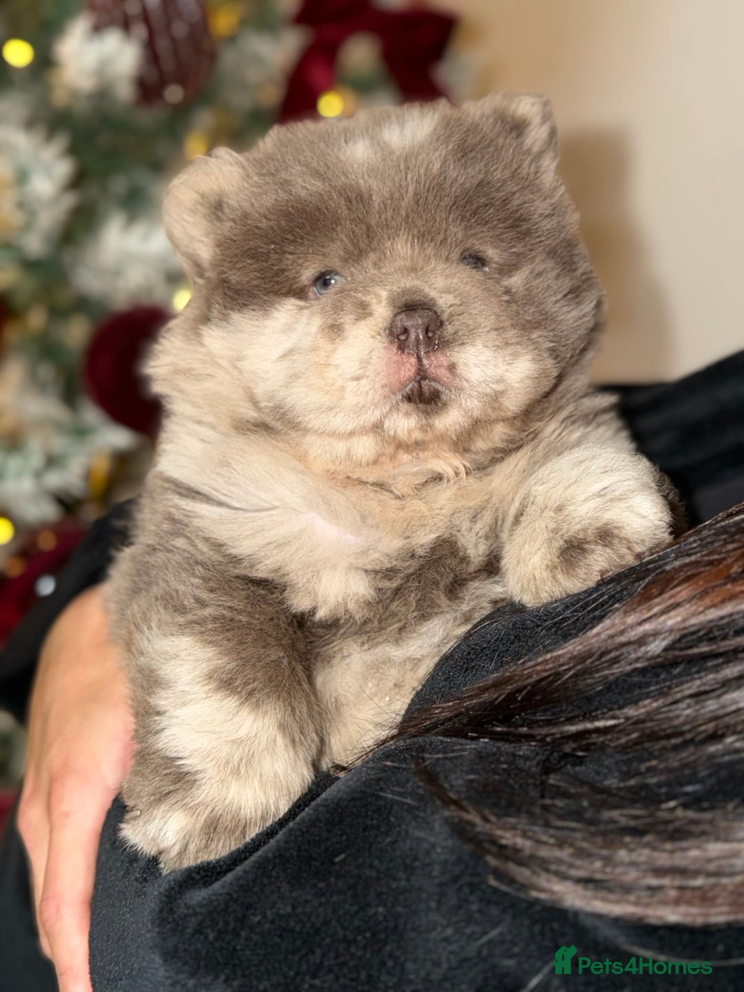 Chow Chow dogs for sale: Lilac Merle and lilac chow chow puppies for sale  - Advert 16