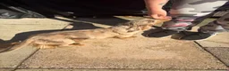 Miniature Dachshund dogs for sale: 1 year old L hair mini Isabella dapple Dachshund - Advert 10