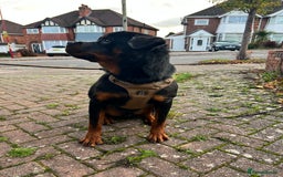 Rottweiler dogs for sale: Rottweiler Male, 7 months, Good Healthy Family Pet - Image 3