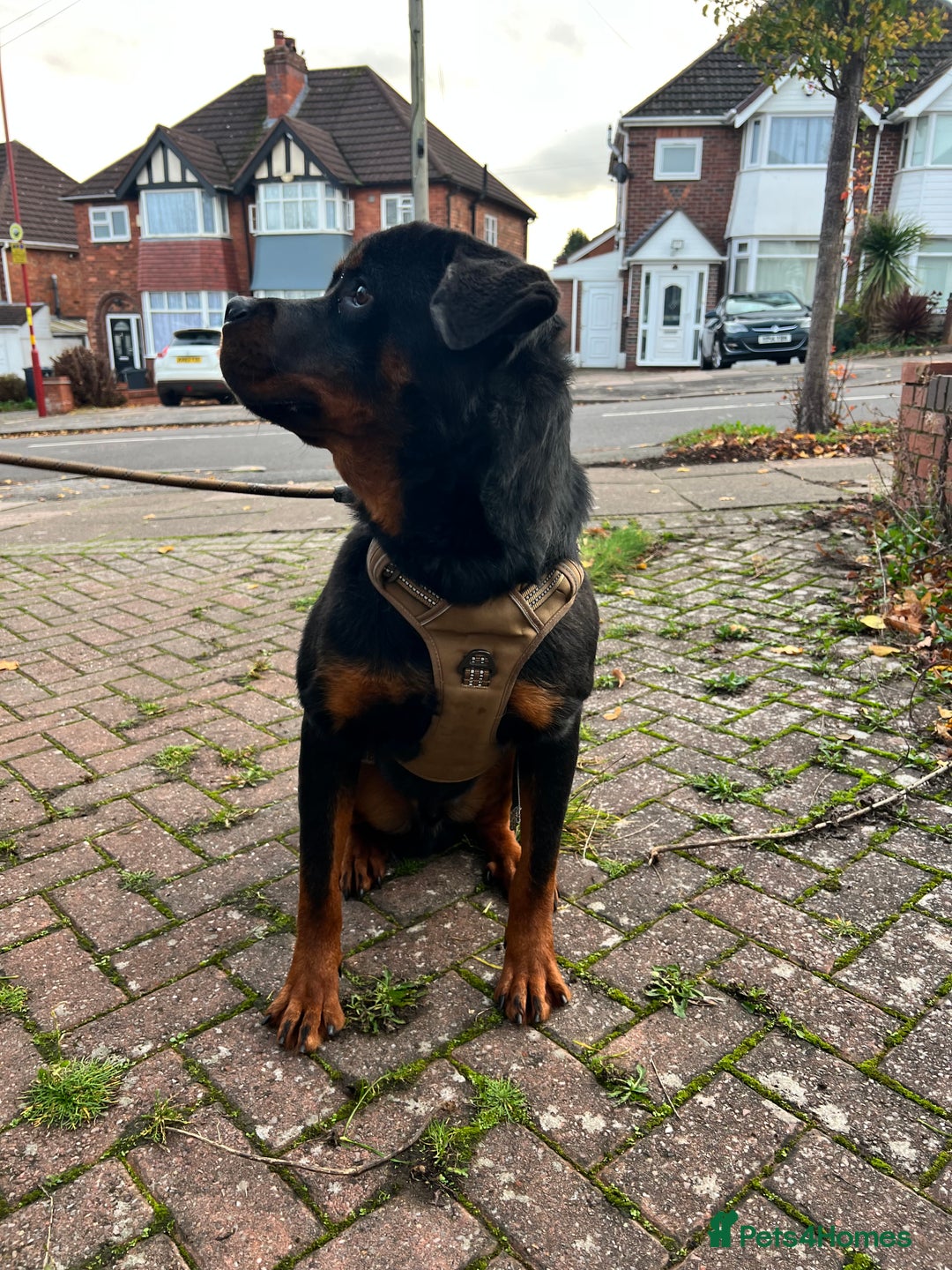 Rottweiler dogs for sale: Rottweiler Male, 7 months, Good Healthy Family Pet - Image 3